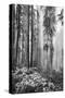 Redwood Trees in Morning Fog with Sunrays-Terry Eggers-Stretched Canvas