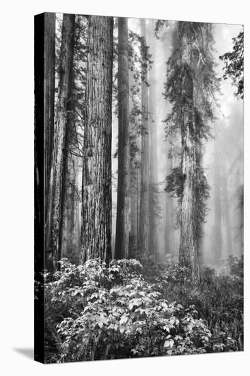 Redwood Trees in Morning Fog with Sunrays-Terry Eggers-Stretched Canvas