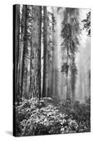 Redwood Trees in Morning Fog with Sunrays-Terry Eggers-Stretched Canvas