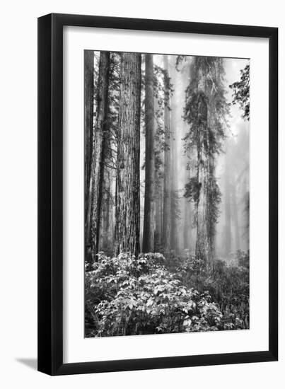 Redwood Trees in Morning Fog with Sunrays-Terry Eggers-Framed Premium Photographic Print