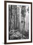 Redwood Trees in Morning Fog with Sunrays-Terry Eggers-Framed Photographic Print