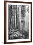 Redwood Trees in Morning Fog with Sunrays-Terry Eggers-Framed Photographic Print