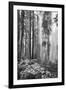 Redwood Trees in Morning Fog with Sunrays-Terry Eggers-Framed Photographic Print