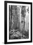 Redwood Trees in Morning Fog with Sunrays-Terry Eggers-Framed Photographic Print