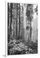 Redwood Trees in Morning Fog with Sunrays-Terry Eggers-Framed Photographic Print