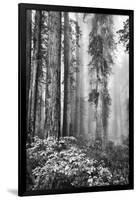 Redwood Trees in Morning Fog with Sunrays-Terry Eggers-Framed Photographic Print