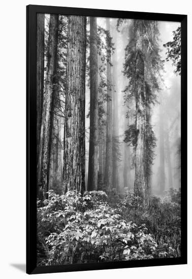 Redwood Trees in Morning Fog with Sunrays-Terry Eggers-Framed Photographic Print