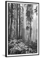 Redwood Trees in Morning Fog with Sunrays-Terry Eggers-Framed Premium Photographic Print