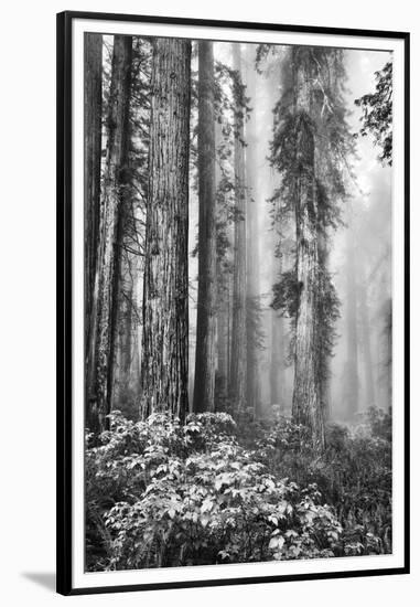 Redwood Trees in Morning Fog with Sunrays-Terry Eggers-Framed Premium Photographic Print