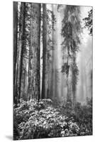 Redwood Trees in Morning Fog with Sunrays-Terry Eggers-Mounted Premium Photographic Print