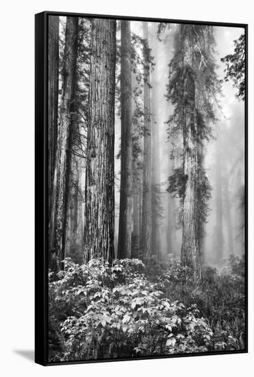 Redwood Trees in Morning Fog with Sunrays-Terry Eggers-Framed Stretched Canvas