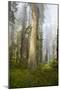 Redwood Trees in Morning Fog with Sunrays-Terry Eggers-Mounted Photographic Print