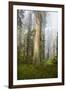 Redwood Trees in Morning Fog with Sunrays-Terry Eggers-Framed Photographic Print