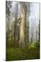 Redwood Trees in Morning Fog with Sunrays-Terry Eggers-Mounted Photographic Print