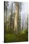 Redwood Trees in Morning Fog with Sunrays-Terry Eggers-Stretched Canvas