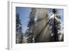 Redwood Trees in Morning Fog with Sunrays-Terry Eggers-Framed Photographic Print