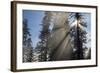 Redwood Trees in Morning Fog with Sunrays-Terry Eggers-Framed Photographic Print