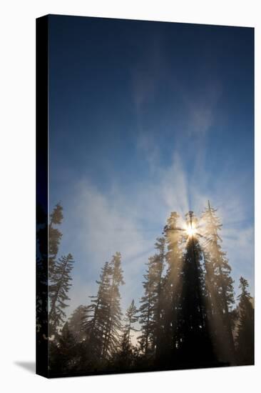 Redwood Trees in Morning Fog with Sunrays-Terry Eggers-Stretched Canvas