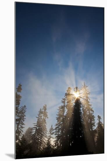 Redwood Trees in Morning Fog with Sunrays-Terry Eggers-Mounted Photographic Print