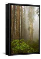 Redwood Trees in Morning Fog with Sunrays-Terry Eggers-Framed Stretched Canvas