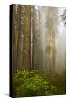 Redwood Trees in Morning Fog with Sunrays-Terry Eggers-Stretched Canvas