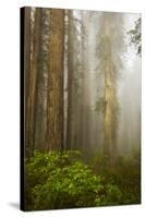 Redwood Trees in Morning Fog with Sunrays-Terry Eggers-Stretched Canvas