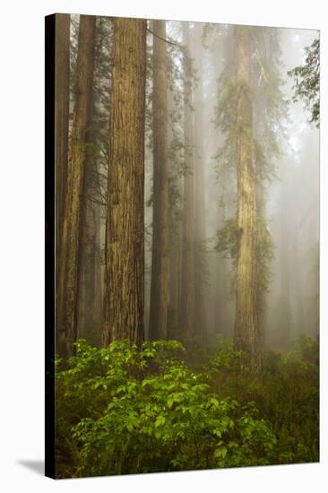 Redwood Trees in Morning Fog with Sunrays-Terry Eggers-Stretched Canvas