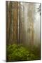 Redwood Trees in Morning Fog with Sunrays-Terry Eggers-Mounted Premium Photographic Print