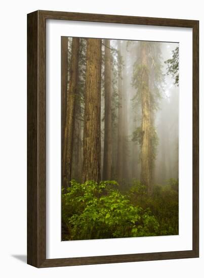 Redwood Trees in Morning Fog with Sunrays-Terry Eggers-Framed Photographic Print