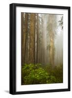 Redwood Trees in Morning Fog with Sunrays-Terry Eggers-Framed Photographic Print