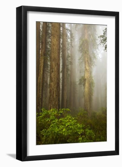 Redwood Trees in Morning Fog with Sunrays-Terry Eggers-Framed Photographic Print