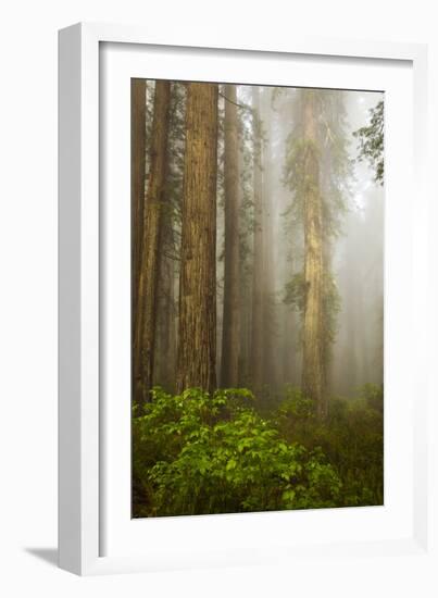 Redwood Trees in Morning Fog with Sunrays-Terry Eggers-Framed Photographic Print