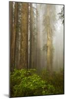 Redwood Trees in Morning Fog with Sunrays-Terry Eggers-Mounted Photographic Print