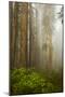 Redwood Trees in Morning Fog with Sunrays-Terry Eggers-Mounted Photographic Print