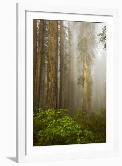 Redwood Trees in Morning Fog with Sunrays-Terry Eggers-Framed Photographic Print