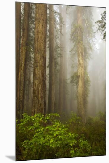 Redwood Trees in Morning Fog with Sunrays-Terry Eggers-Mounted Photographic Print