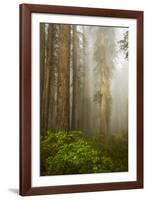 Redwood Trees in Morning Fog with Sunrays-Terry Eggers-Framed Photographic Print