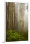 Redwood Trees in Morning Fog with Sunrays-Terry Eggers-Framed Photographic Print