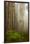 Redwood Trees in Morning Fog with Sunrays-Terry Eggers-Framed Photographic Print