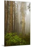 Redwood Trees in Morning Fog with Sunrays-Terry Eggers-Mounted Premium Photographic Print