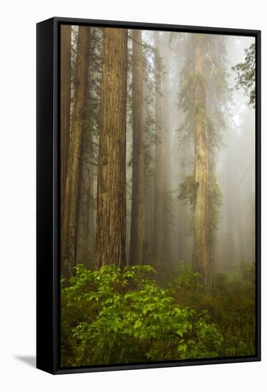 Redwood Trees in Morning Fog with Sunrays-Terry Eggers-Framed Stretched Canvas