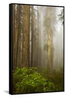 Redwood Trees in Morning Fog with Sunrays-Terry Eggers-Framed Stretched Canvas