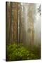 Redwood Trees in Morning Fog with Sunrays-Terry Eggers-Stretched Canvas