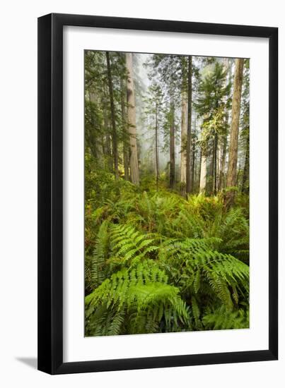 Redwood Trees in Morning Fog with Sunrays-Terry Eggers-Framed Photographic Print