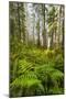 Redwood Trees in Morning Fog with Sunrays-Terry Eggers-Mounted Photographic Print