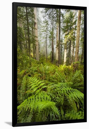 Redwood Trees in Morning Fog with Sunrays-Terry Eggers-Framed Photographic Print