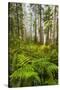 Redwood Trees in Morning Fog with Sunrays-Terry Eggers-Stretched Canvas