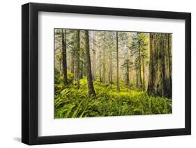 Redwood Trees in Morning Fog with Sunrays-Terry Eggers-Framed Photographic Print