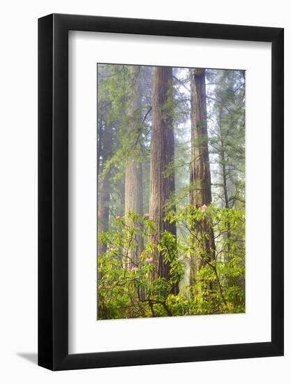 Redwood Trees in Morning Fog with Sunrays-Terry Eggers-Framed Photographic Print