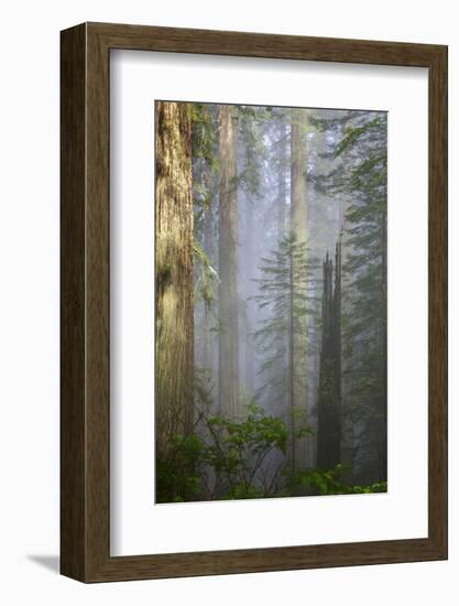 Redwood Trees in Morning Fog with Sunrays-Terry Eggers-Framed Photographic Print